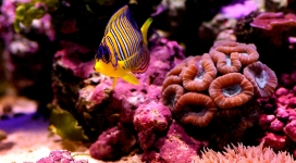 珊瑚鱼