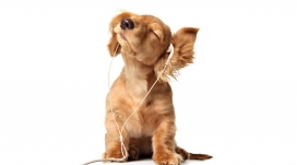 戴耳机听音乐陶醉的狗狗
