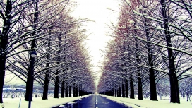 冬季大道-两旁大树的道路
