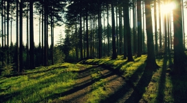 有阳光的绿色森林小路