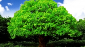 绿色大栎树