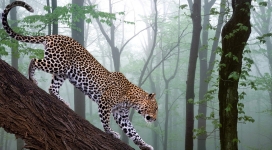 丛林中爬下树的豹