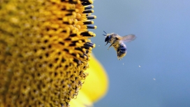 采太阳花蜜的蜜蜂