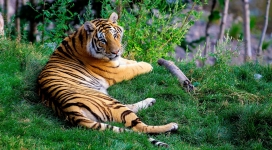 躺在绿草上的老虎