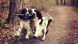 两个可爱的狗同咬一根木棍