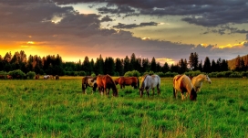 草原上吃草的骏马