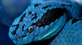 蓝蛇