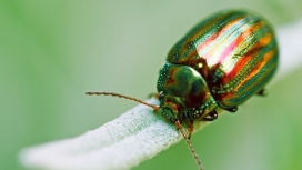 绿色甲壳虫昆虫