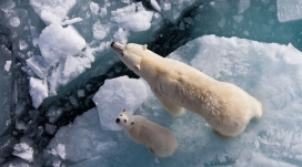 北极熊与宝宝