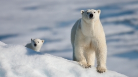 北极熊和宝宝壁纸
