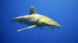 海底阳光映射的鲨鱼