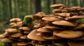 森林蘑菇壁纸