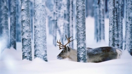 瑞典雪天树林里的驯鹿