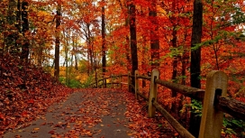 秋季红树林小道壁纸