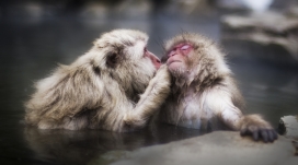 一个温柔的吻-猴子母爱