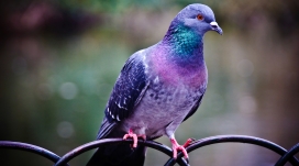 pigeon紫蓝色鸽子