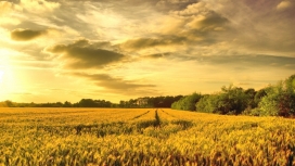 丰收的季节-金色麦田地美景