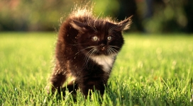 草丛中黑色蓬松的小猫