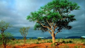 非洲树