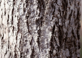 高清晰划痕裂痕树皮壁纸写真
