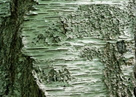 高清晰厚实裂痕树皮壁纸