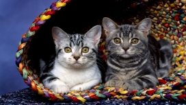 躲在篮子里的两只猫
