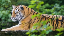 躺在树旁休息的华丽老虎