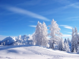 高清晰冬季雪树壁纸