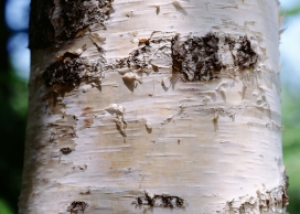 高清晰白桦树树干壁纸
