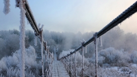 冬天冷冻桥树