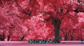 浪漫的公园-红树林