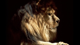 非洲野兽之王-雄狮子