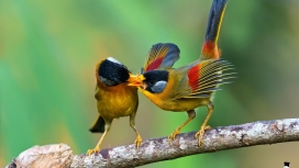 分享食物的情侣鸟