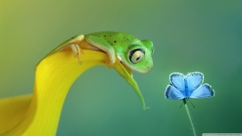 花瓣上的可爱绿山青蛙