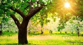 一个阳光灿烂的春日-大树