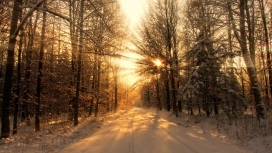 冬季森林道路阳光
