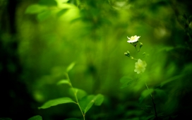 单支花-唯美绿色背景下的小白花微距壁纸