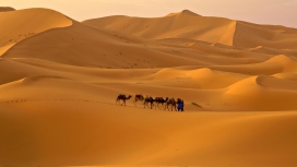 沙漠骆驼壁纸