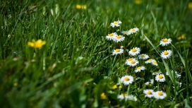 春天白花和绿草