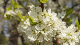 春天白色花树