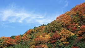 美丽的秋天树
