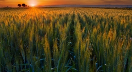 日落下的绿色小麦场