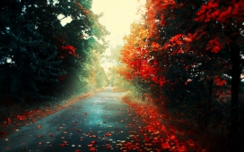 行道树-秋天的落叶