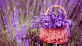 美丽的紫色花篮薰衣草