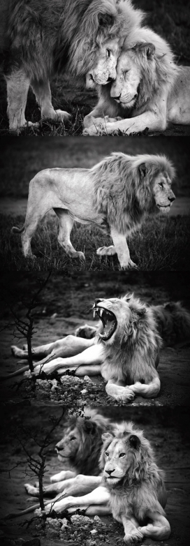 白狮黑白照片