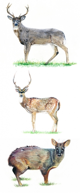 Deer-鹿动物插画