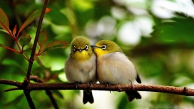 可爱的“情侣”小鸟