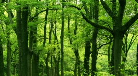 绿色森林树壁纸