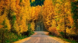 秋季黄颜色树林路
