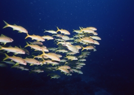 深海觅食群鱼壁纸